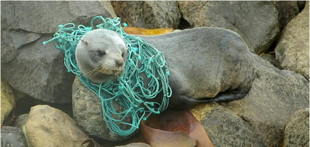 New Zealand fur seals caught in fishing net